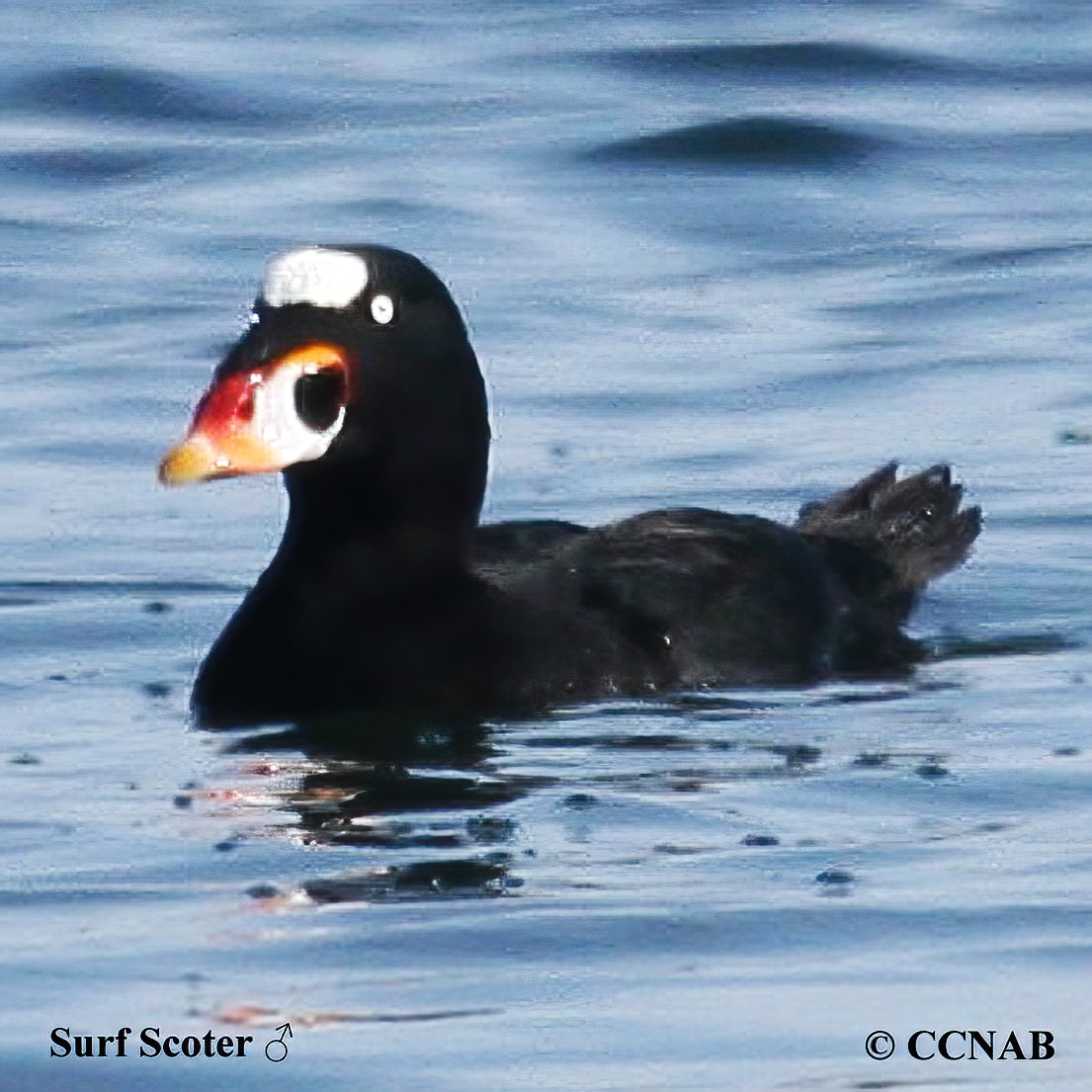 Surf Scoter Melanitta Perspicillata North American Birds Birds Of