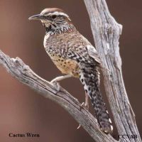 North American birds songs and calls from  Br to Fi