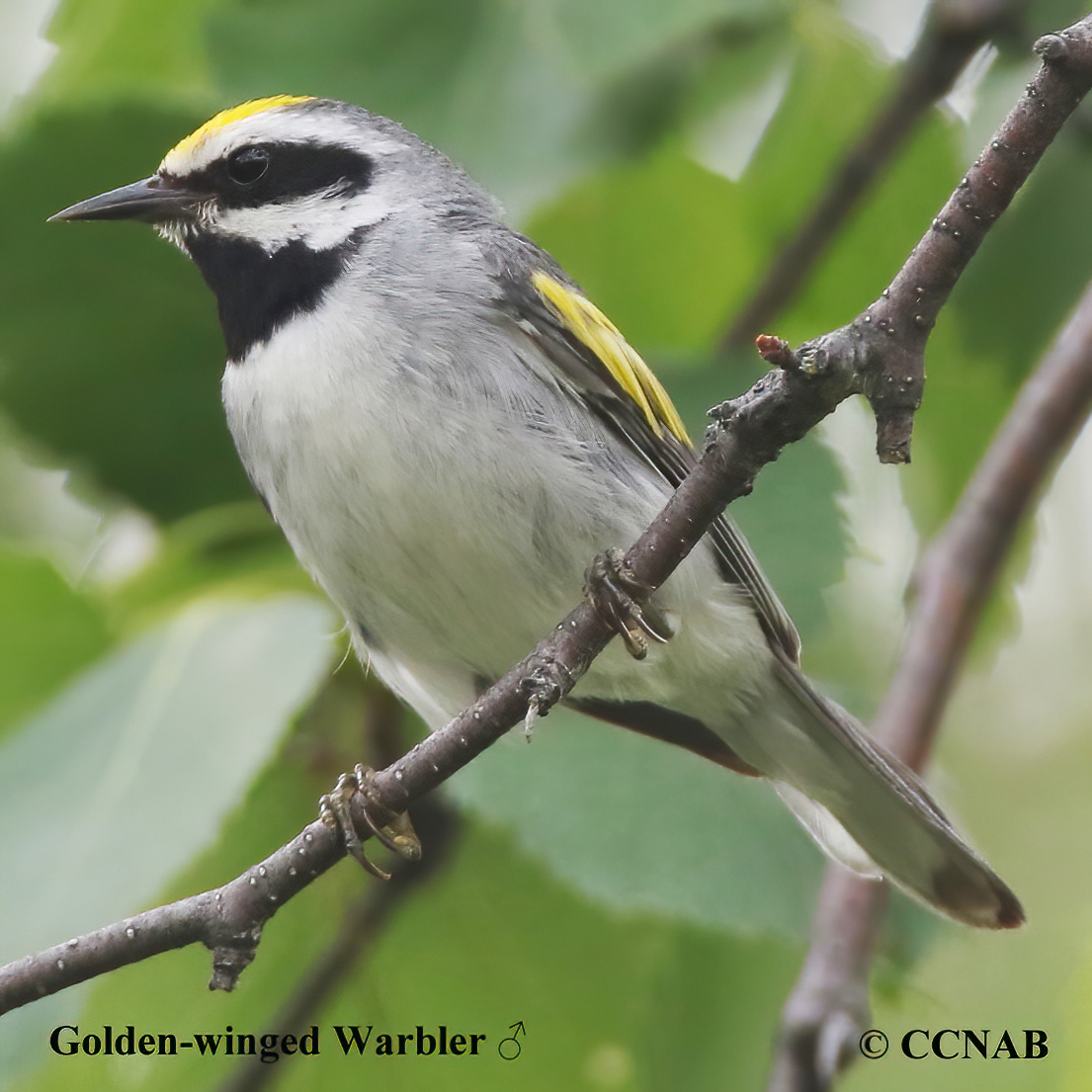 North American birds songs and calls from  Fi to Me 