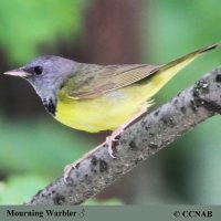 North American birds songs and calls from  Me to Sn 