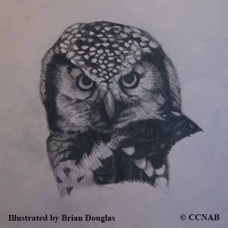 Owls (Tytonidae, Strigidae) - North American Birds - Birds of North America