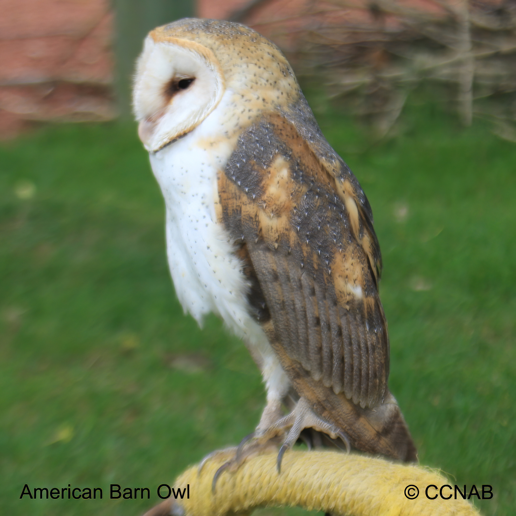 Barn Owl