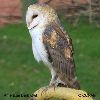 American Barn Owl