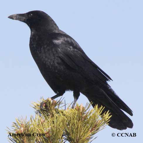 American Crow (Corvus brachyrhynchos) - North American Birds - Birds of ...