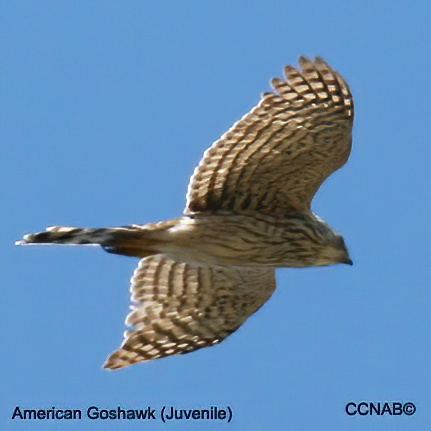 Birds of North America