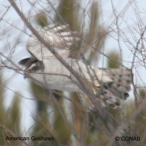 Birds of North America