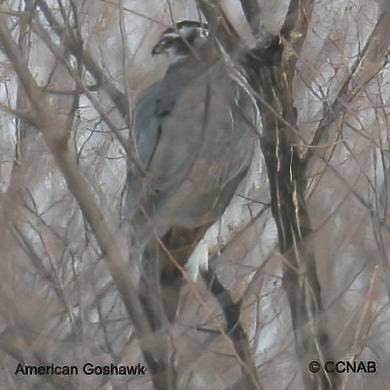 Birds of North America