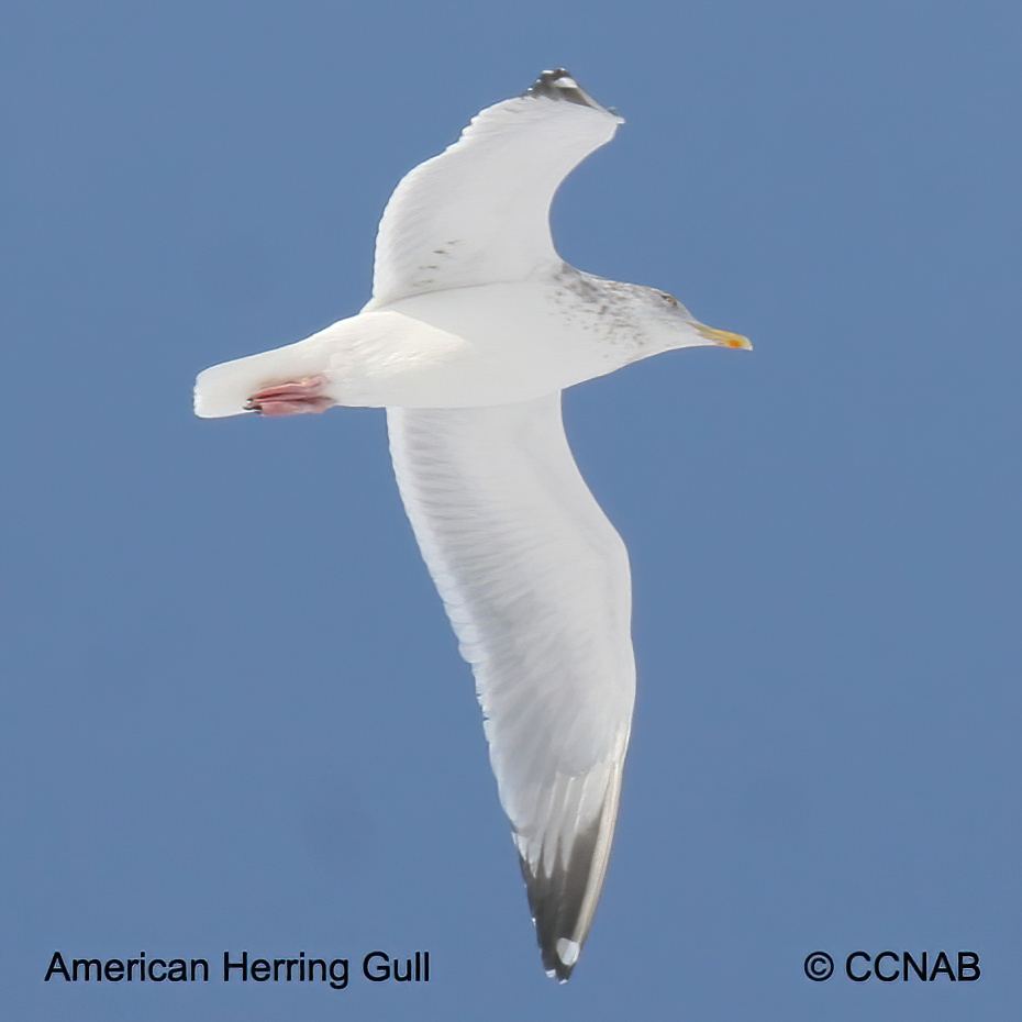 American Herring Gull