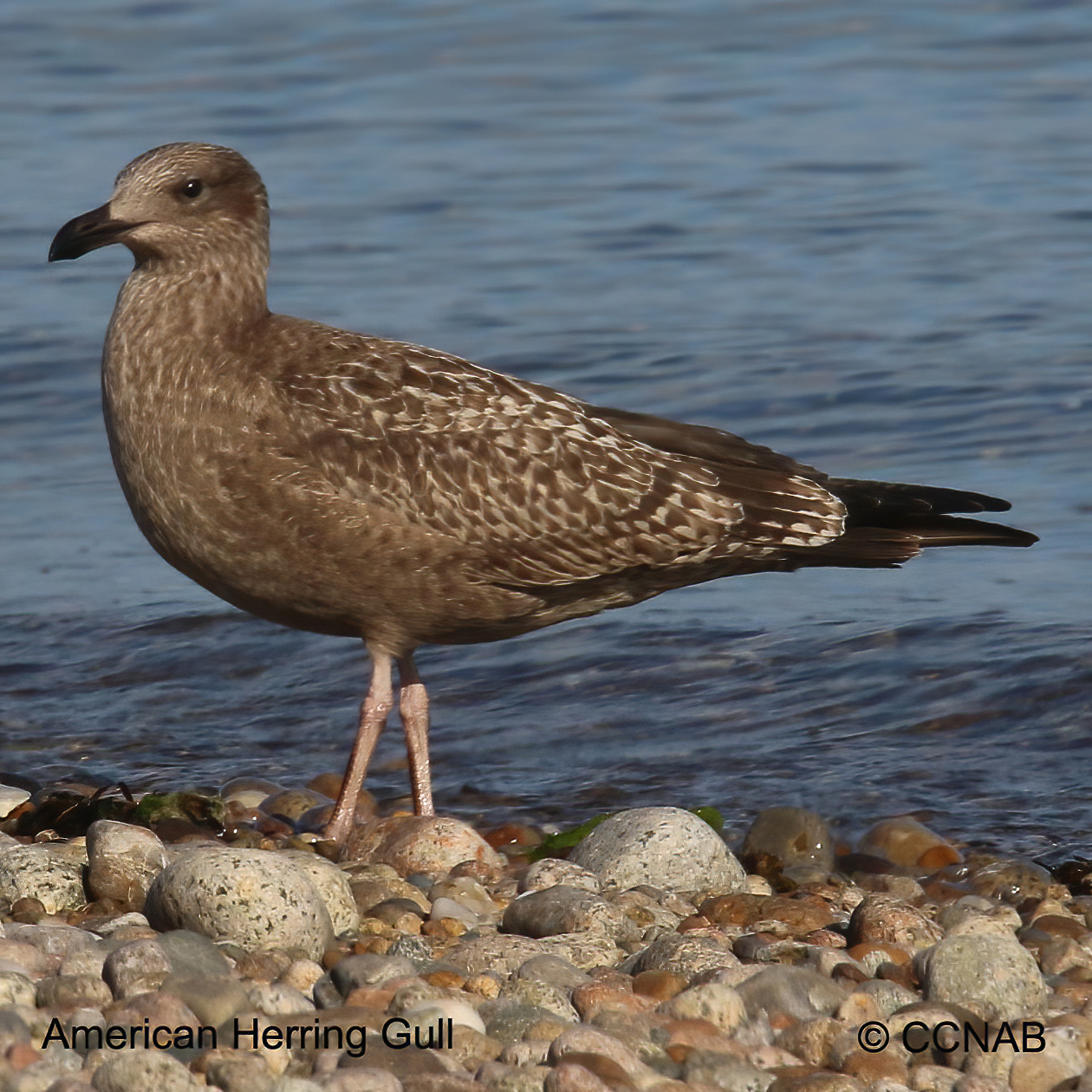 Birds of North America