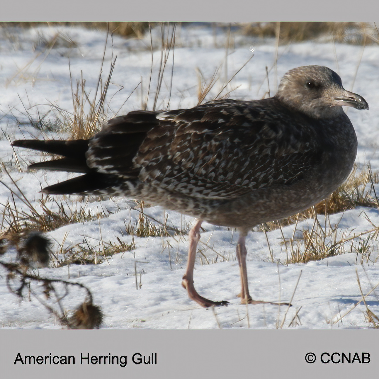 Birds of North America