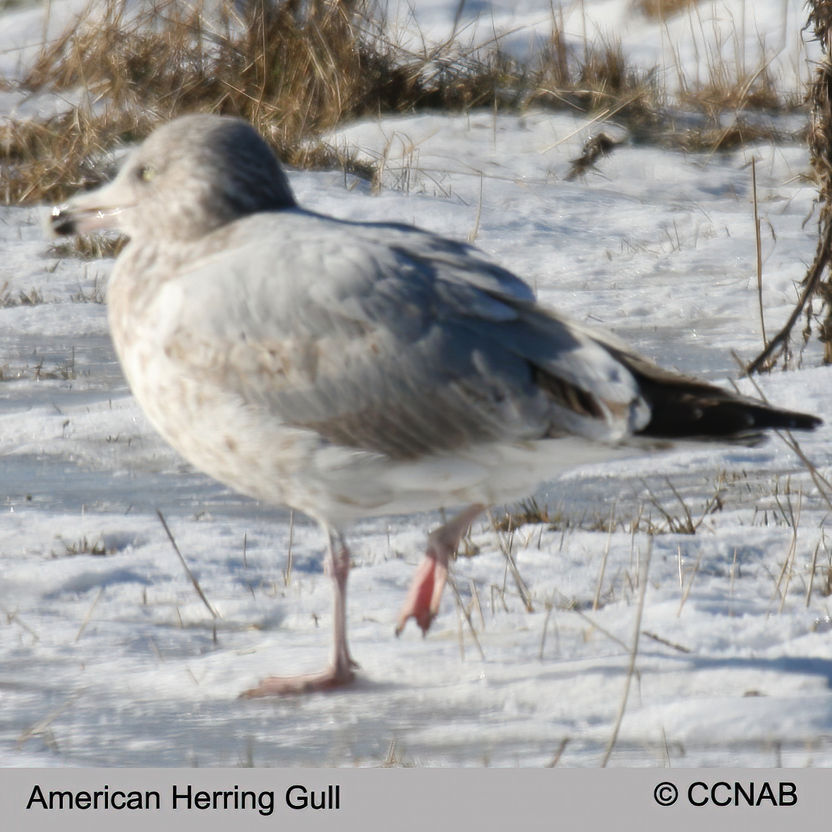 Birds of North America