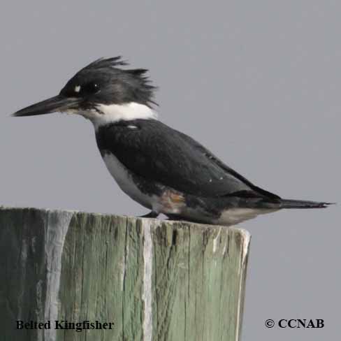 Belted Kingfisher - South Dakota Birds and Birding