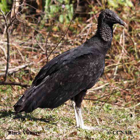 Black Vulture (Coragyps atratus) - North American Birds - Birds of ...