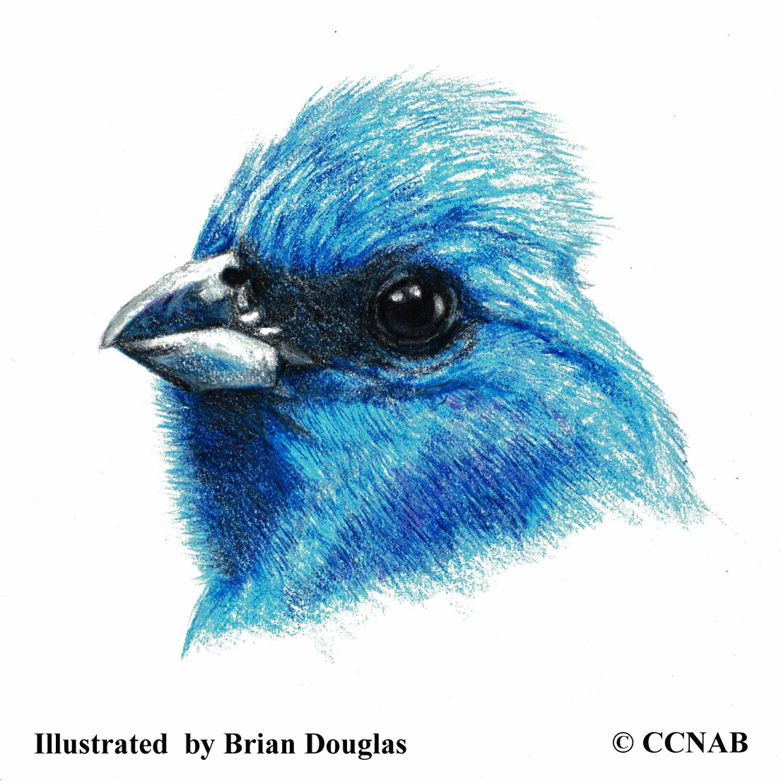blue birds drawing