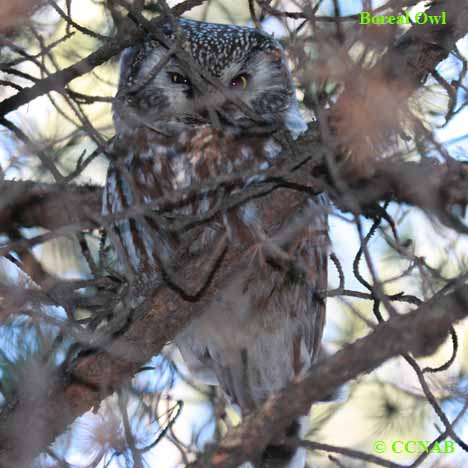Boreal Owl (Aegolius funereus) - North American Birds - Birds of North ...