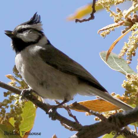 North American Titmice