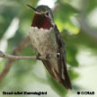 Broad-tailed Hummingbird range map