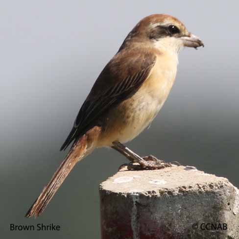 Birds of North America