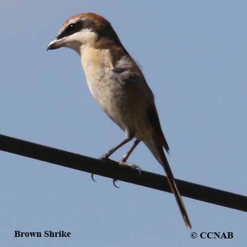 Birds of North America