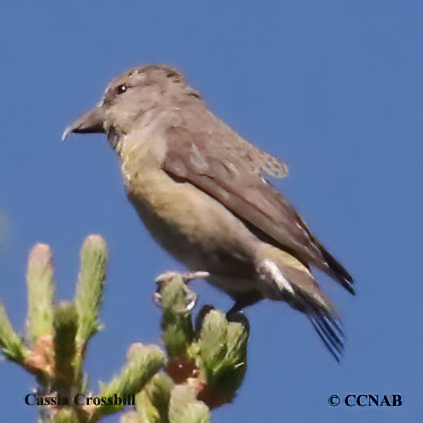 Birds of North America