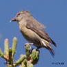 Cassia Crossbill range map