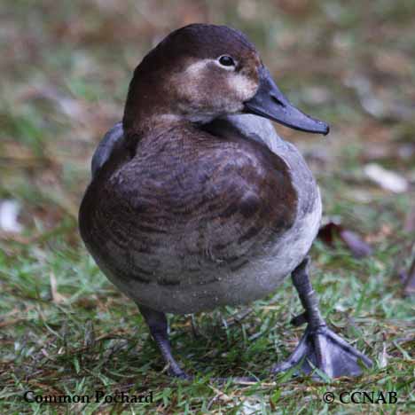 Common Pochard - North American Birds - Birds of North America