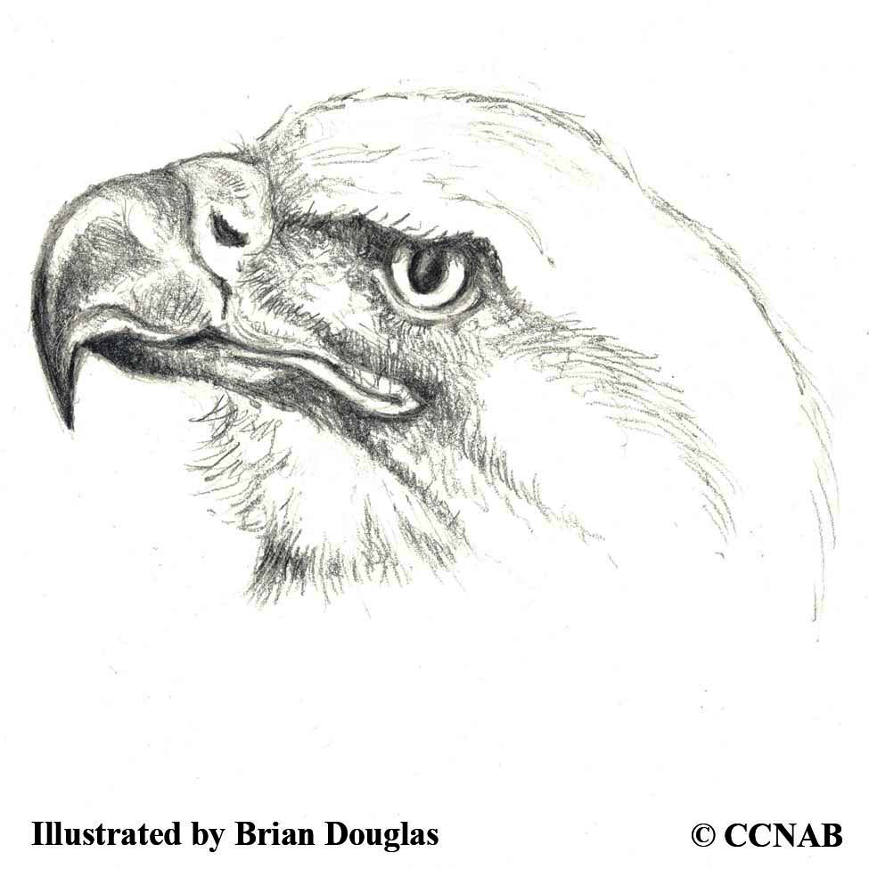 Eagles (Accipitridae) - North American Eagles - Birds of North America