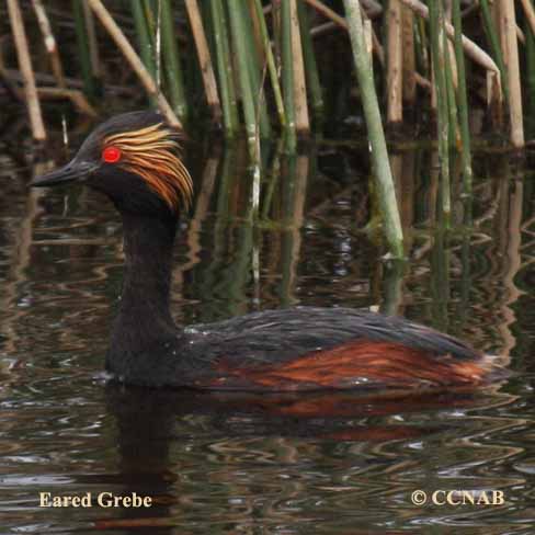 Eared Grebe (Podiceps Nigricollis) - North American Birds - Birds Of ...