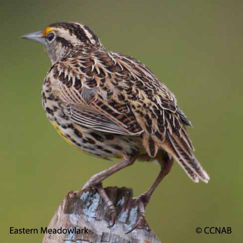 North American Meadowlarks