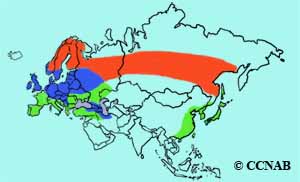 Eurasian Siskin range map