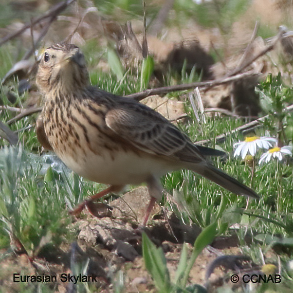 Birds of North America