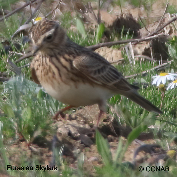 Birds of North America