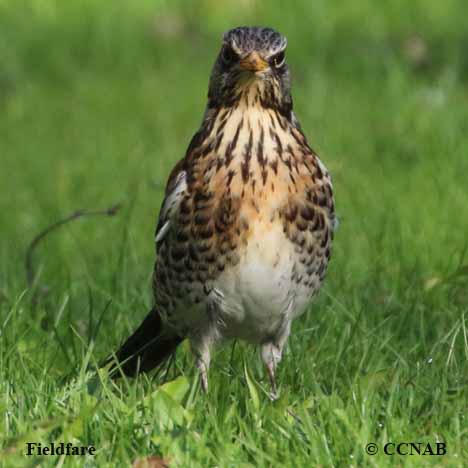 Birds of North America