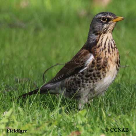 Birds of North America