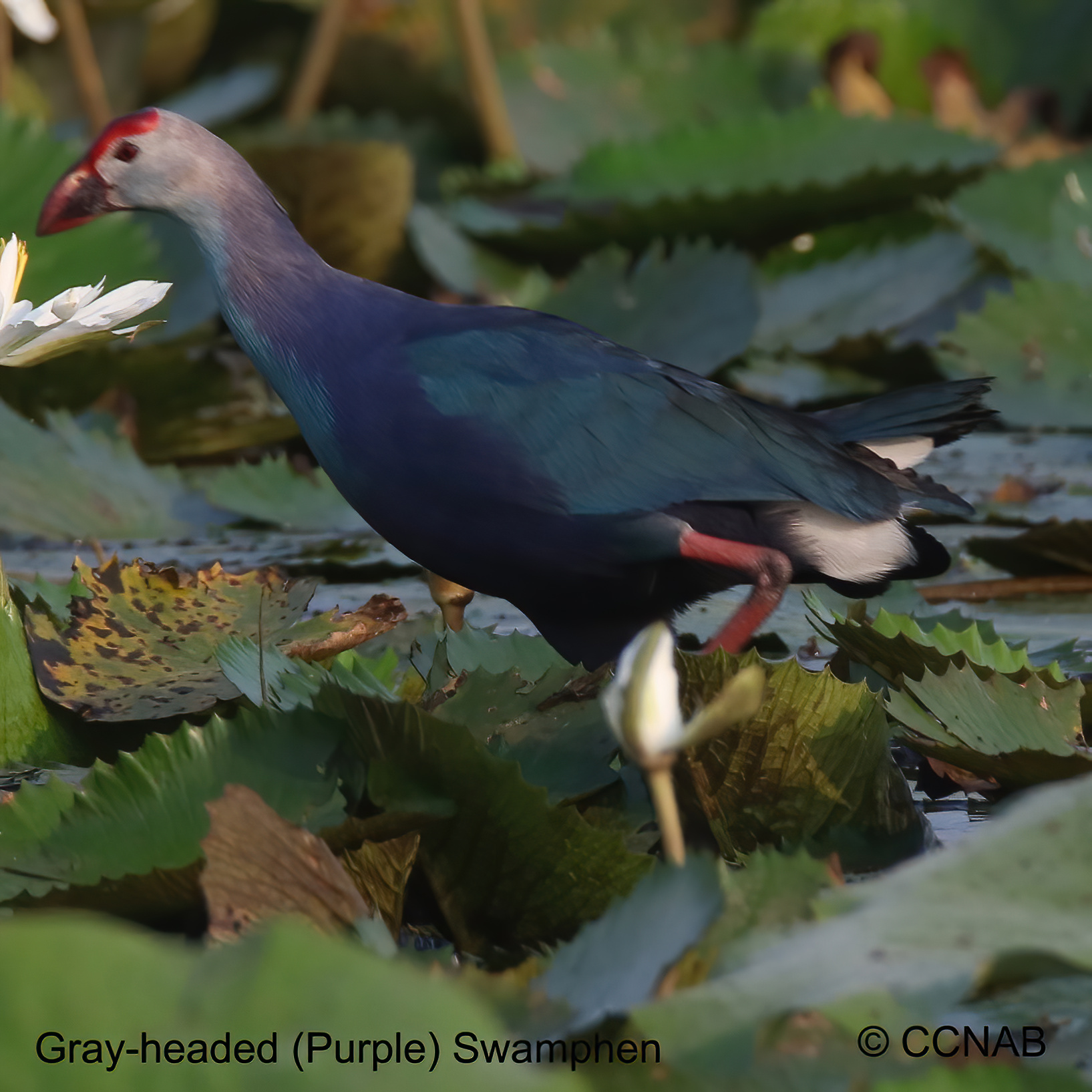 Birds of North America