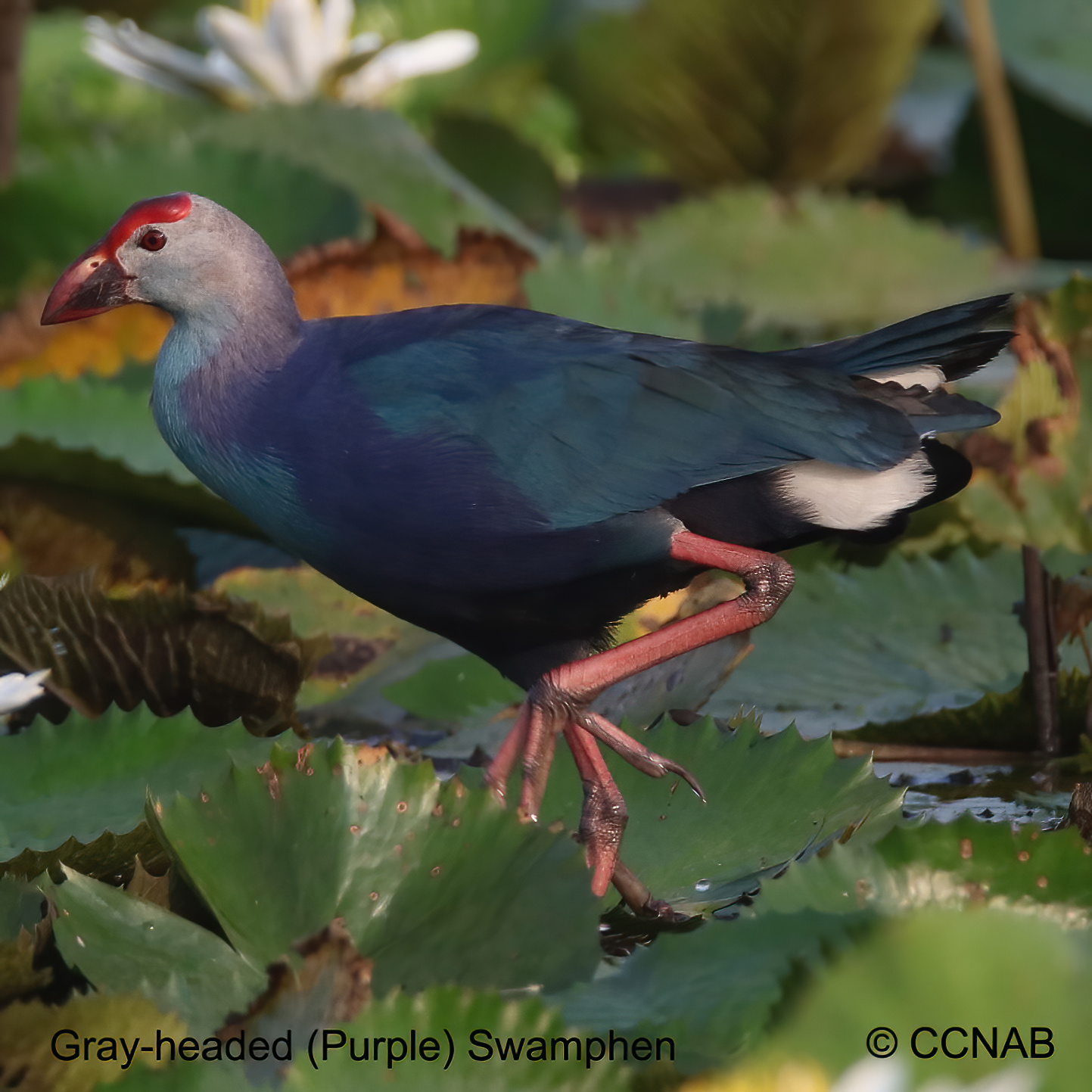 Birds of North America