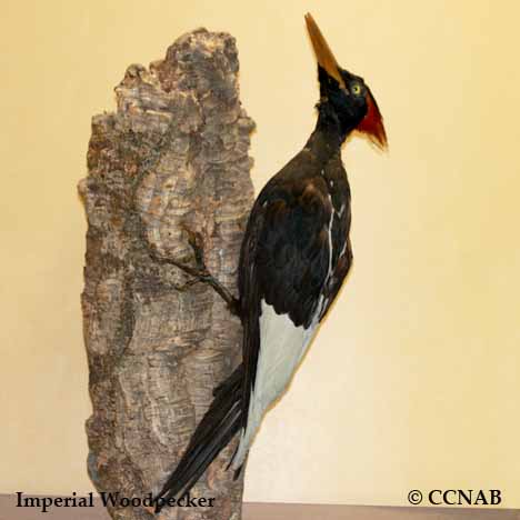 imperial woodpecker
