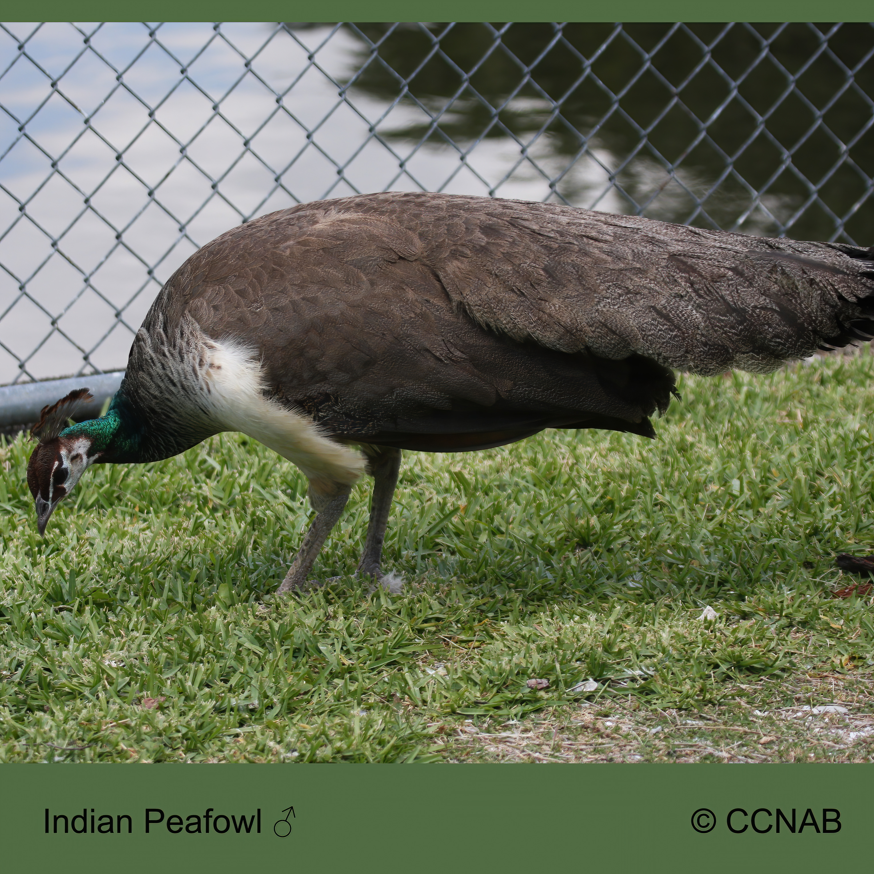 Birds of North America