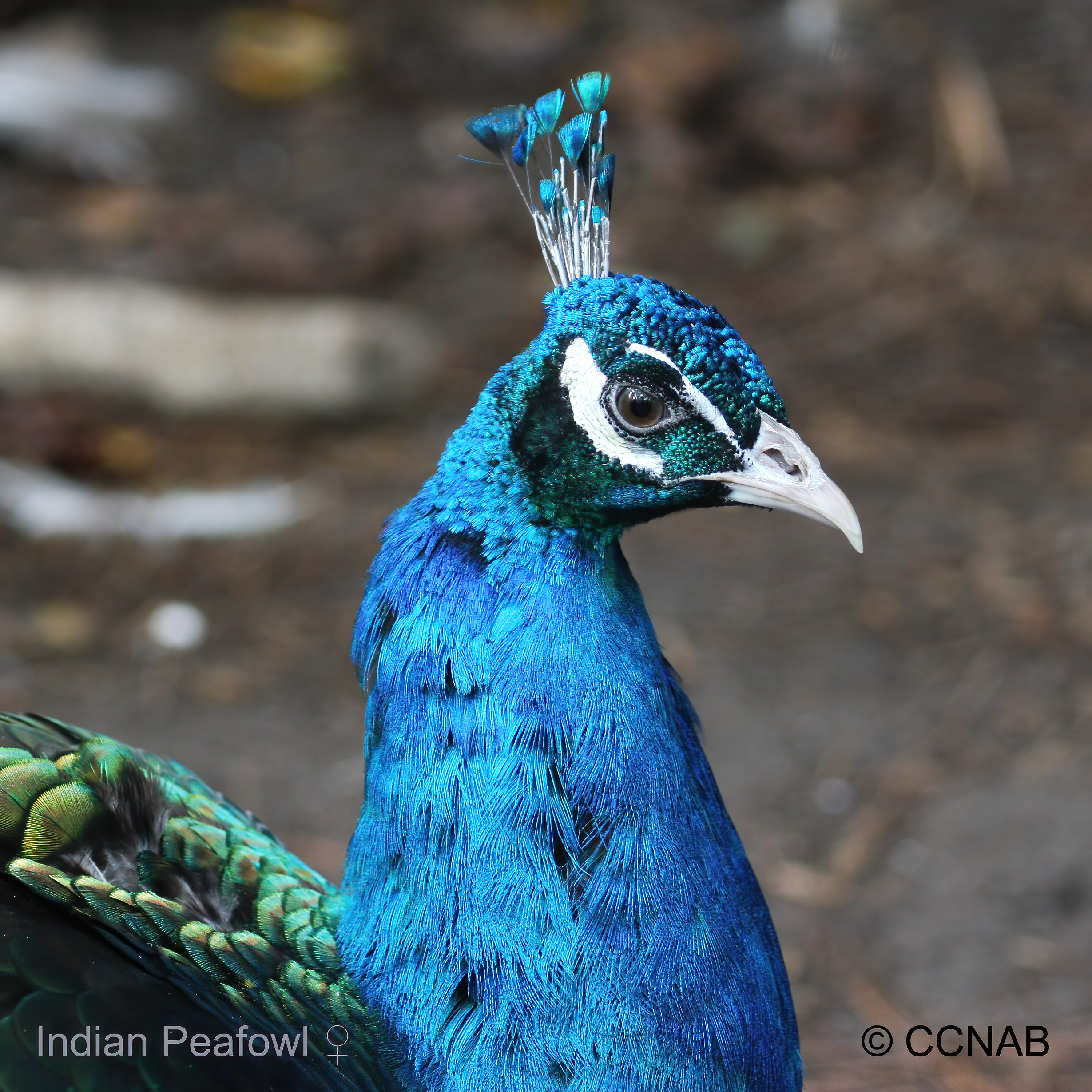 Birds of North America