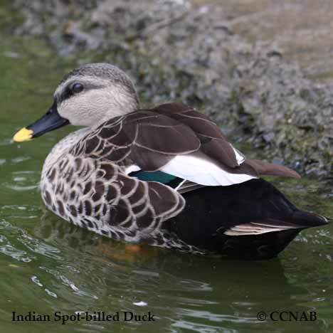 Eastern Spot-billed Duck - North American Birds - Birds of North America