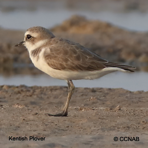 Birds of North America