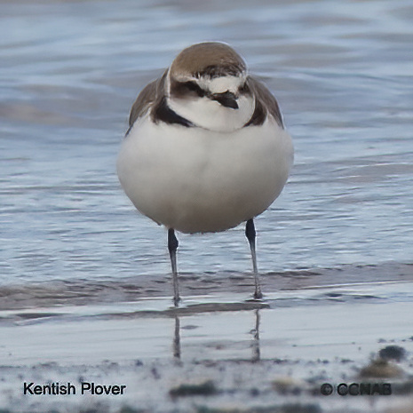 Birds of North America