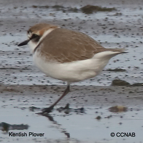 Birds of North America