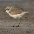 Kentish Plover