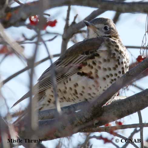 Birds of North America