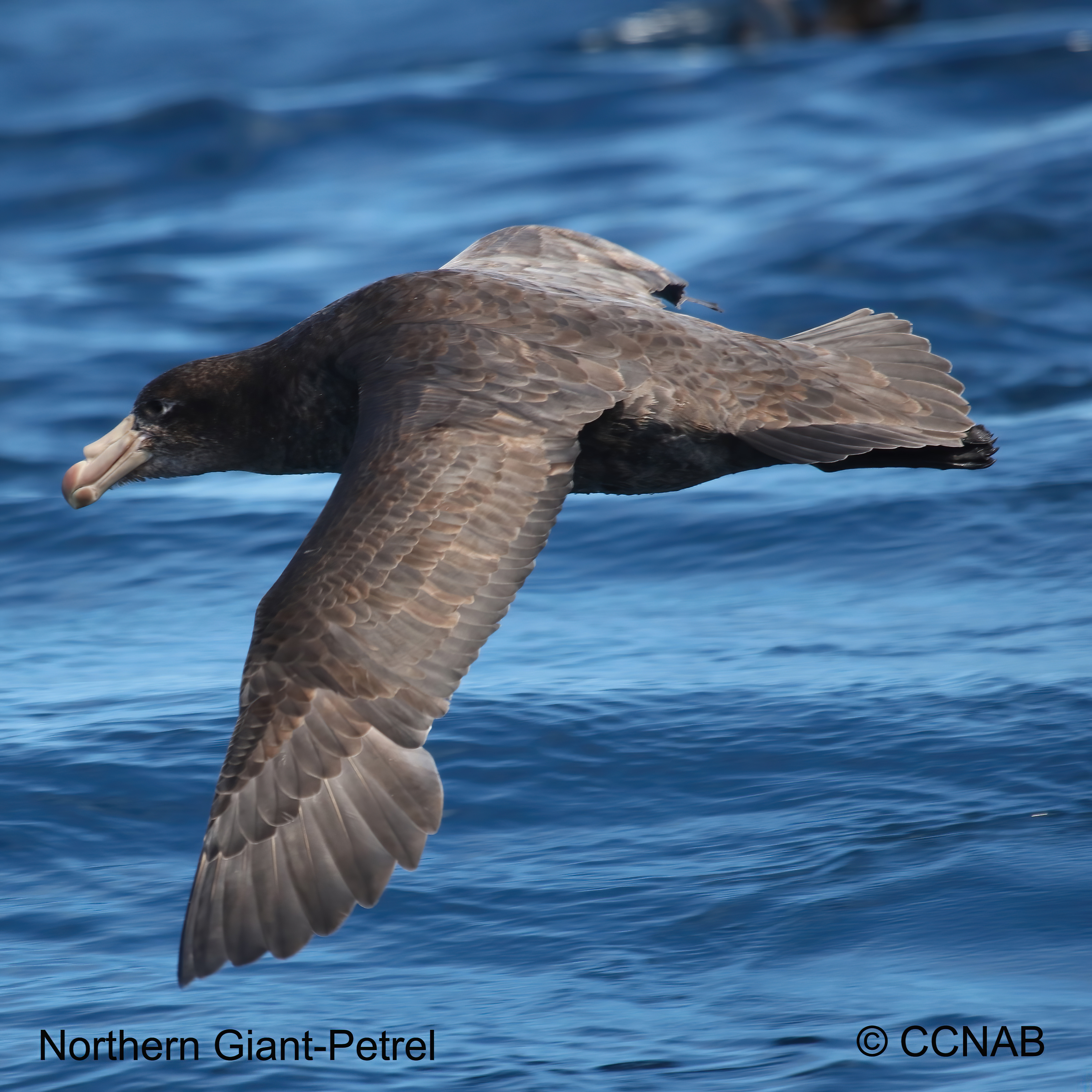 Birds of North America