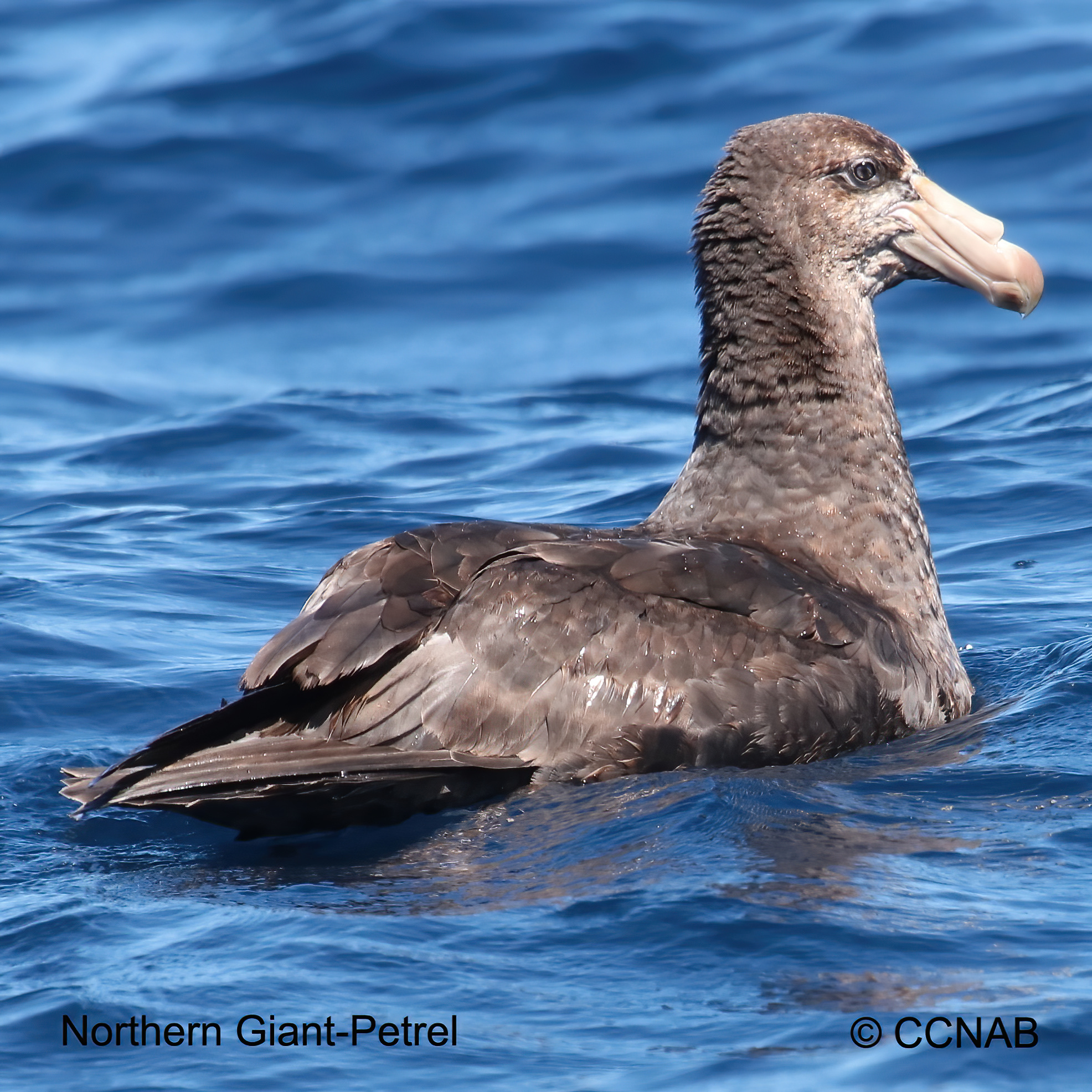 Birds of North America