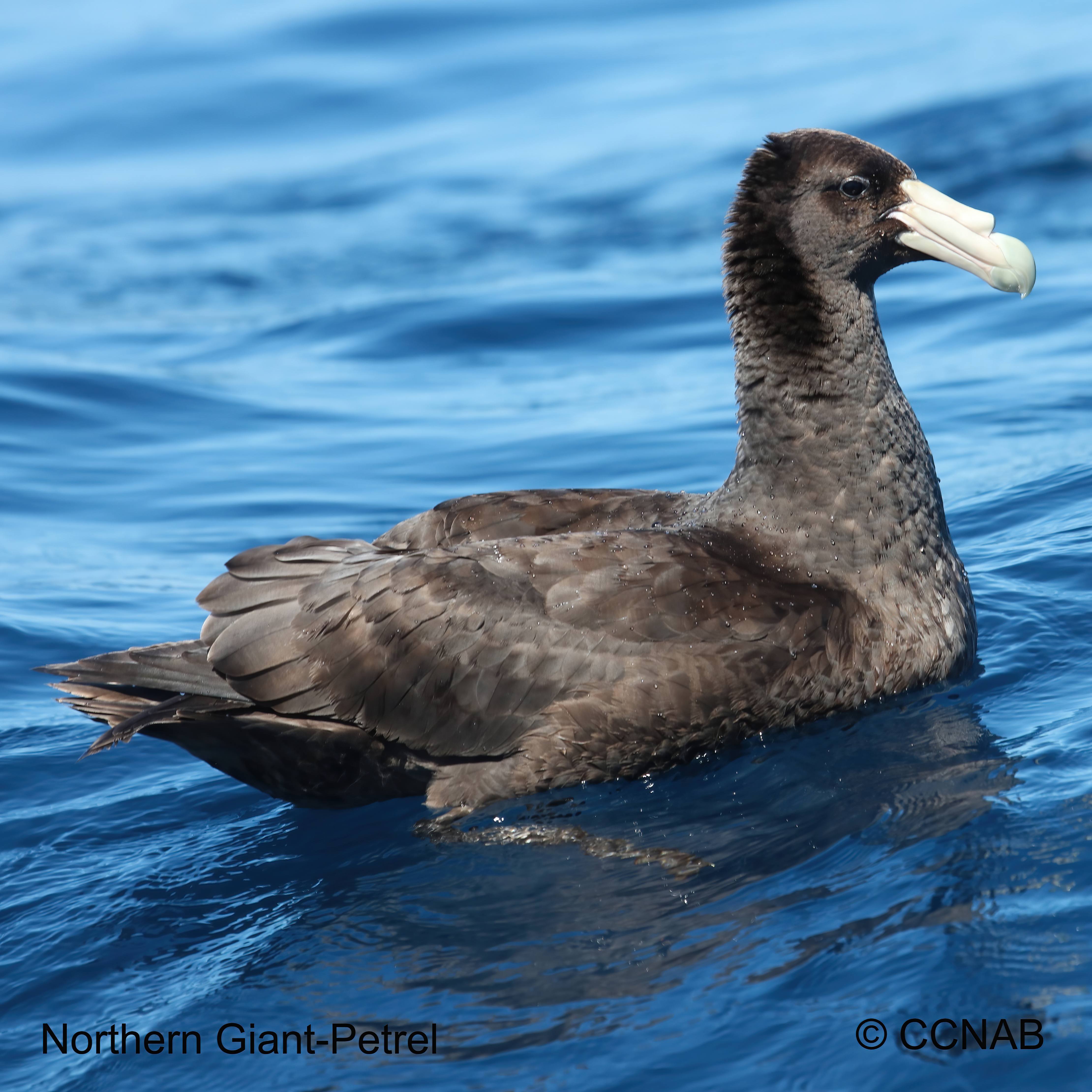 Birds of North America