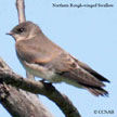 Northern Rough-winged Swallow songs and calls