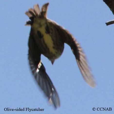 Birds of North America